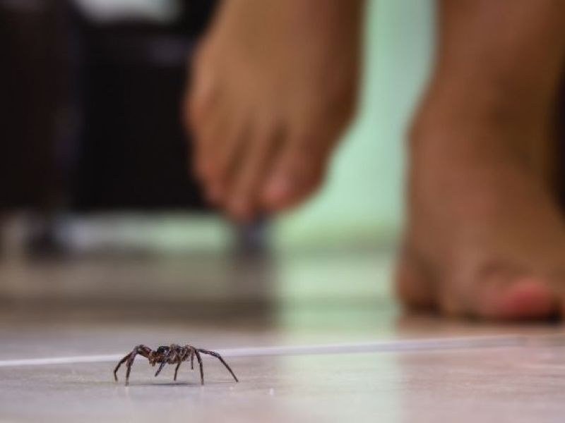 Masz sporo tego w domu? To nie dziw się, że 'odwiedzają' Cię pająki!
