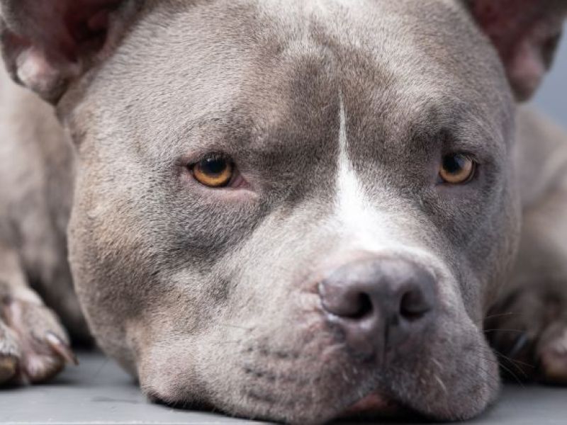 KOSZMARNY atak psa rasy American Bully w UK! Kobieta walczy o życie w szpitalu!