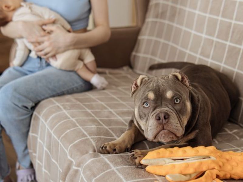 Ponowny atak American Bully w Wielkiej Brytanii! Mała dziewczynka trafiła do szpitala!