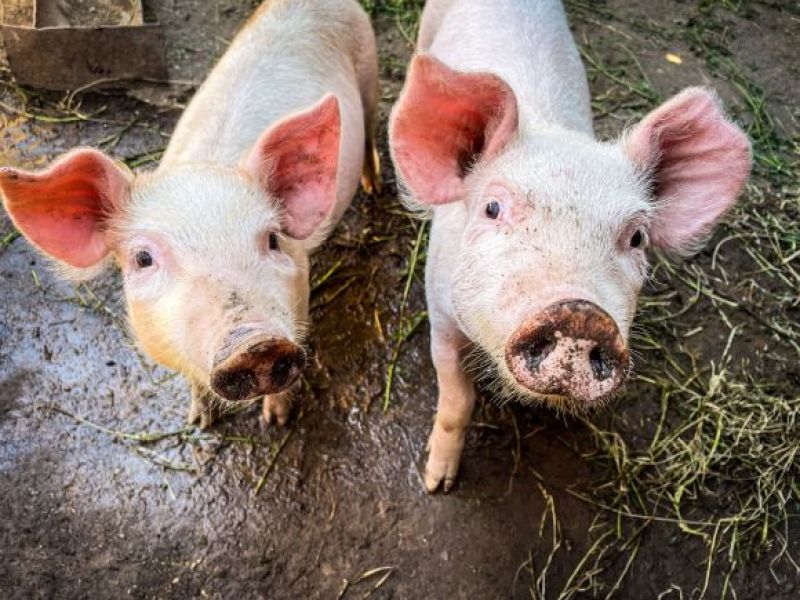 PRZEŁOMOWA operacja - pierwsza na świecie! Przeszczep ze świni do człowieka!