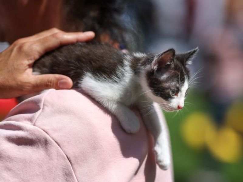 Adopcja kota w Wielkiej Brytanii