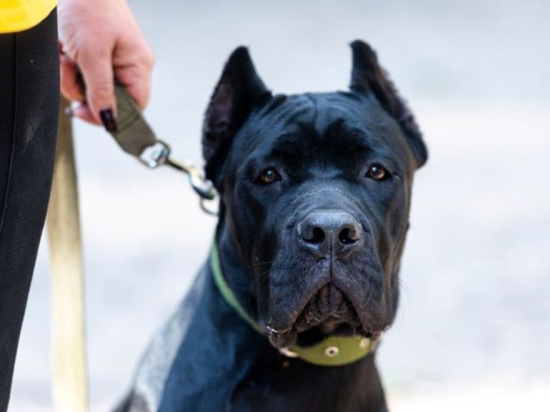 UK: Cane Corso zerwał się ze smyczy i rzucił na dziecko na prywatnej posesji!