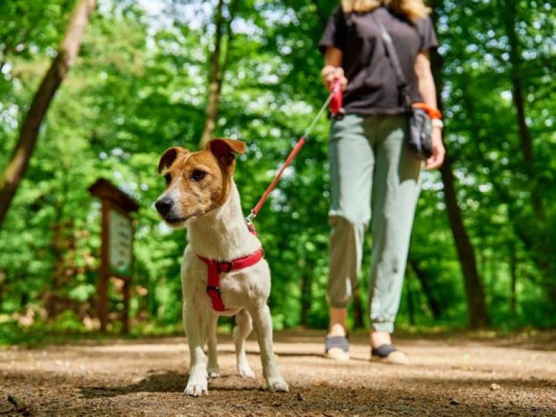 UK: Ważne ostrzeżenie dla właścicieli psów i osób lubiących kąpiele na świeżym powietrzu!