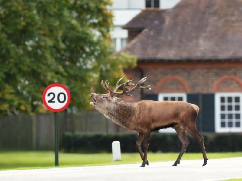 UK: UWAGA NA DROGACH! Coraz więcej kolizji z dzikimi zwierzętami - te miejsca szczególnie niebezpieczne!