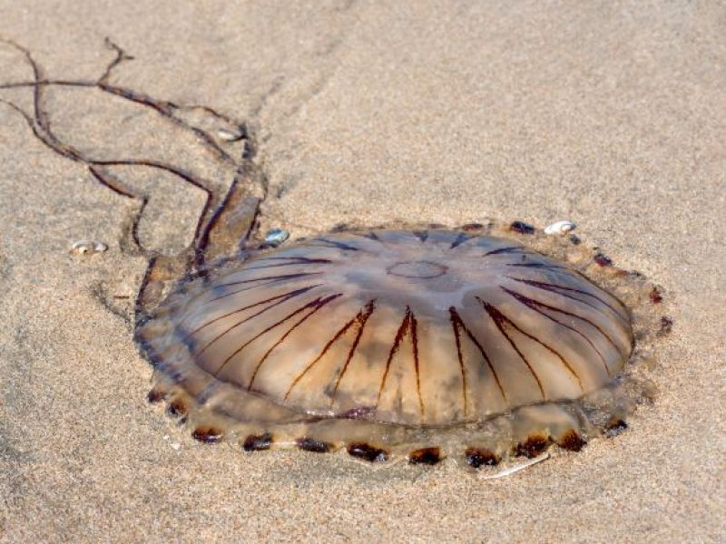 Rozkwit meduz na brytyjskich plażach! Nie dotykajcie ich!