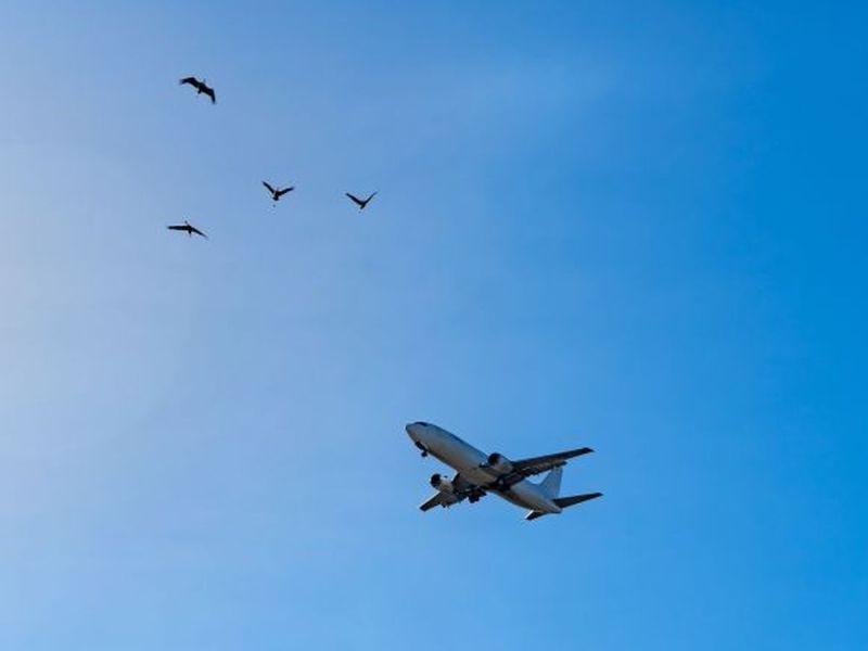 Ogromne zniszczenia samolotu pasażerskiego po zderzeniu z ptakiem! Pilot zdążył awaryjnie lądować!