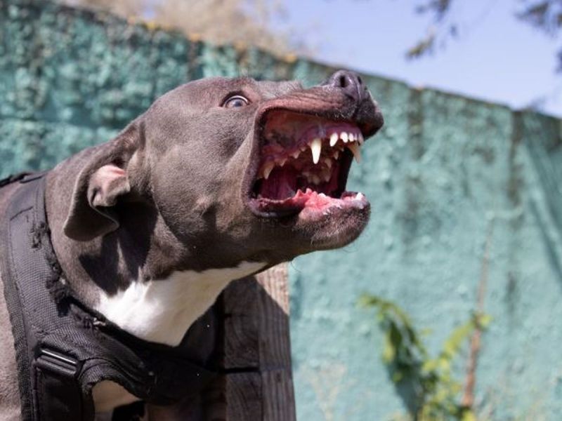 UK: 7-latek zaatakowany przez własnego psa! American Bully rzucił mu się do szyi!