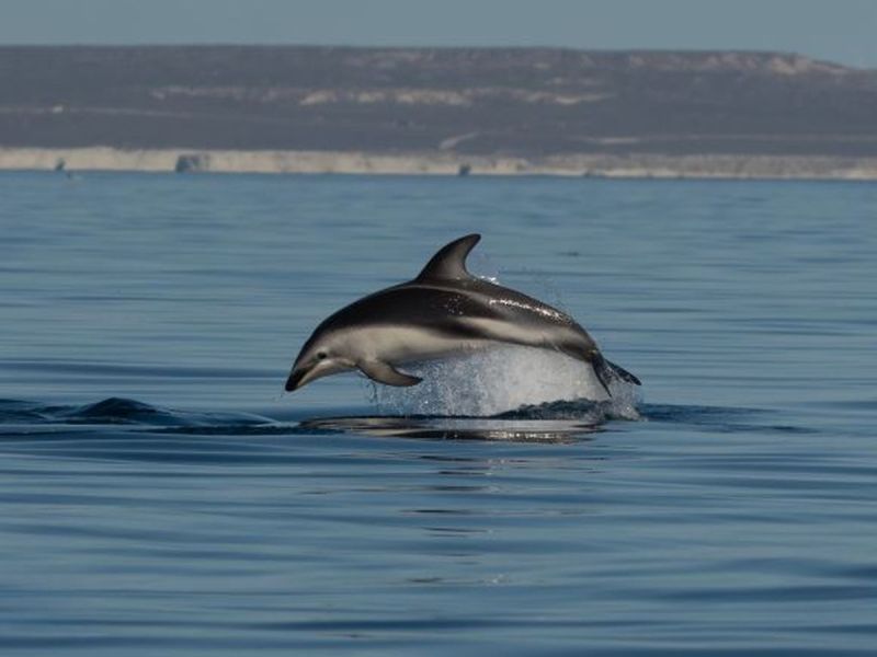 Agresywny delfin zaatakował kobietę u brytyjskich wybrzeży! 3 osoby rzuciły się na ratunek!